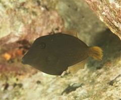 Cantherhines pardalis