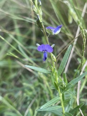 Polygala uncinata
