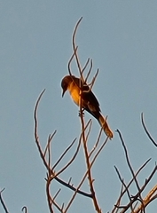 Quiscalus mexicanus