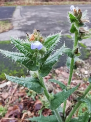 Anchusa arvensis