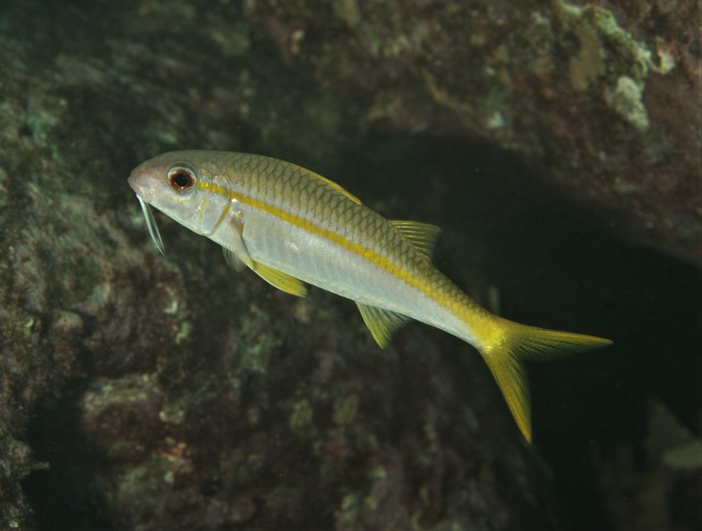 Yellowfin Goatfish (Fishes of Cabbage Tree Bay Aquatic Reserve, Sydney ...