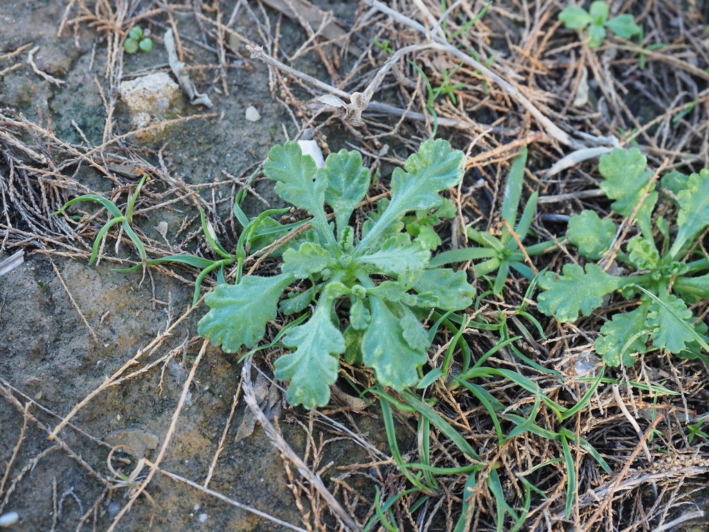 Anthemis werneri