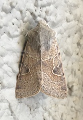 Orthosia behrensiana