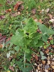 Sonchus oleraceus