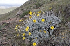 Berkheya rosulata