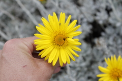Berkheya rosulata