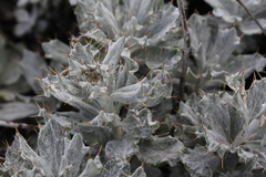 Berkheya rosulata