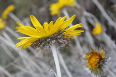 Berkheya rosulata