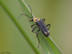 Chauliognathus subapicalis