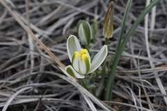 Albuca humilis