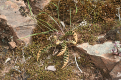 Asplenium ceterach image