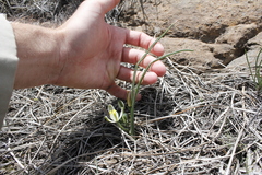 Albuca humilis