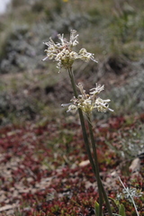 Drimia sphaerocephala