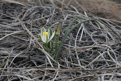 Albuca humilis