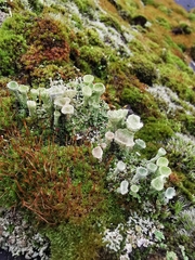 Cladonia fimbriata