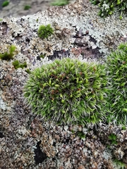 Grimmia pulvinata