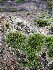 Grimmia pulvinata