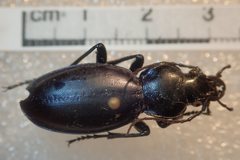 Carabus torosus sinopensis