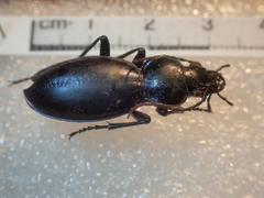 Carabus torosus sinopensis