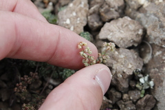 Psammotropha mucronata mucronata