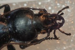 Carabus torosus sinopensis