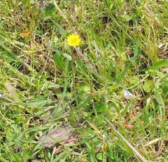 Taraxacum obovatum