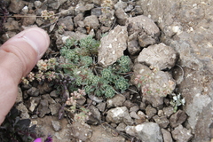 Psammotropha mucronata mucronata