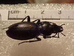Carabus torosus sinopensis