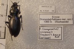 Carabus torosus sinopensis
