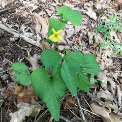 Viola lobata