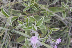 Stachys rugosa