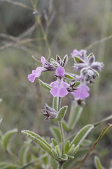 Stachys rugosa