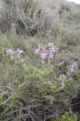Stachys rugosa