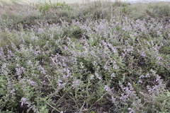 Stachys rugosa