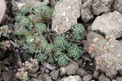 Psammotropha mucronata mucronata