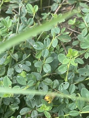 Crotalaria rhodesiae