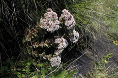 Crassula natalensis