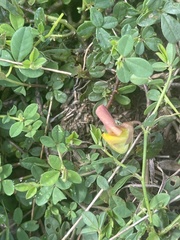 Crotalaria rhodesiae