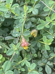 Crotalaria rhodesiae