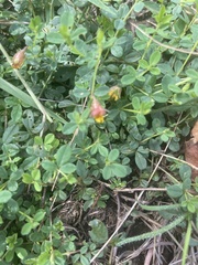 Crotalaria rhodesiae