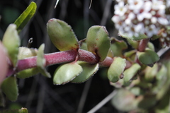 Crassula natalensis