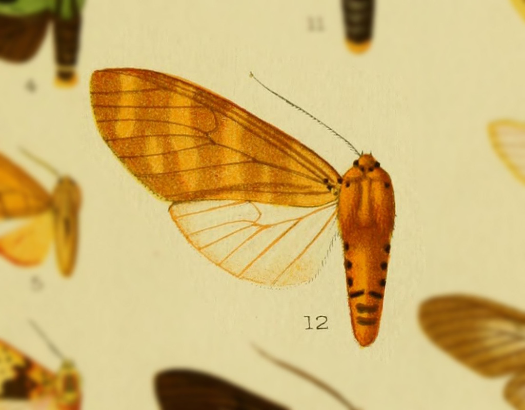 Elysius meridionalis