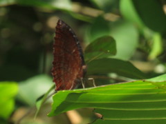 Elymnias hypermnestra beatrice
