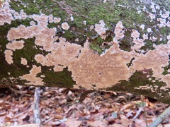 Cylindrobasidium laeve