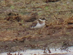 Charadrius hiaticula tundrae