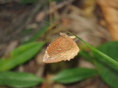 Elymnias hypermnestra beatrice