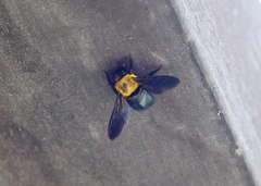 Xylocopa appendiculata