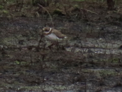Charadrius hiaticula tundrae