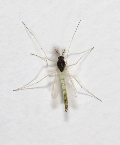 Endochironomus nigricans (Johannsen, 1905)