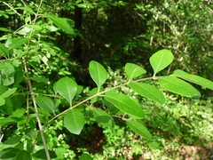 Forestiera